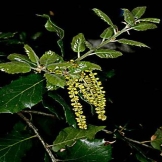 Quercus